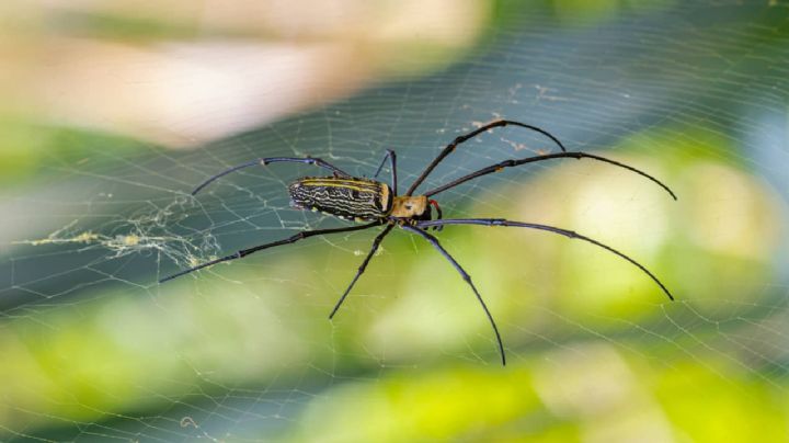 3 trucos caseros para ahuyentar las arañas de tu hogar