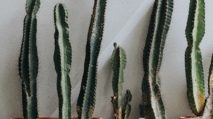 Descubre cómo evitar que tu cactus se estire y cuál es la causa del problema