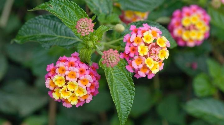 Lantana: cómo cuidar esta planta para que sus flores duren mucho más tiempo