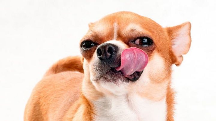 Descubre por qué tu perro come su propia caca