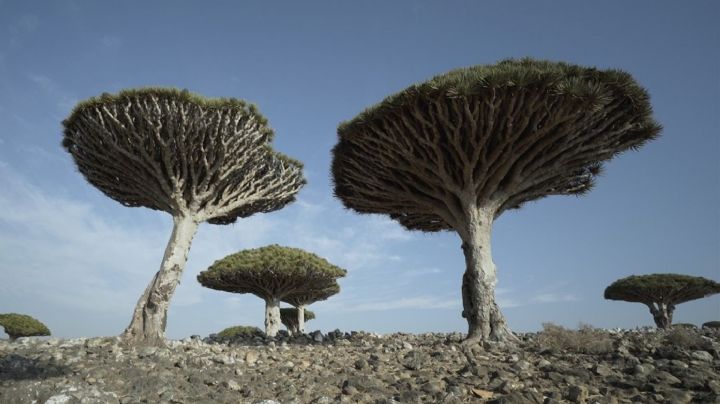 Descubrí el árbol sangre de Dragon, una de las plantas más exóticas del mundo