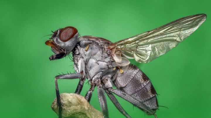 Erradica las moscas de tu hogar con estos insecticidas caseros y naturales
