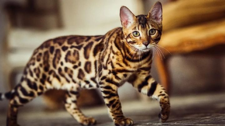 Esta es la raza de gato doméstico que más se parece al leopardo