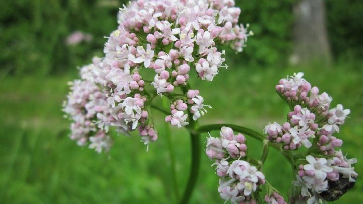 Valeriana, una planta medicinal con múltiples beneficios que puedes cultivar en maceta