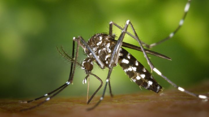 Erradica los mosquitos de tu hogar con estos 4 remedios caseros