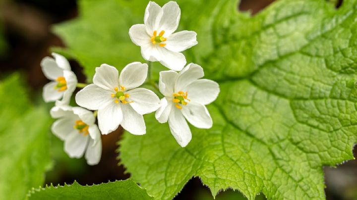 Diphylleia grayi, la planta con flores de cristal que se vuelven transparentes con la lluvia