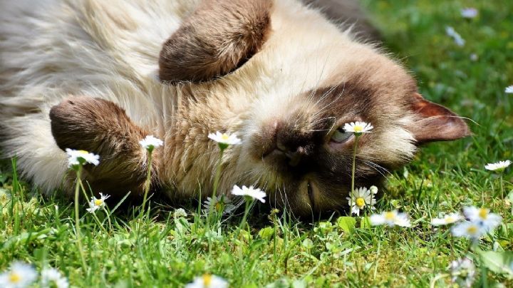 Consejos para refrescar a los gatos durante el verano