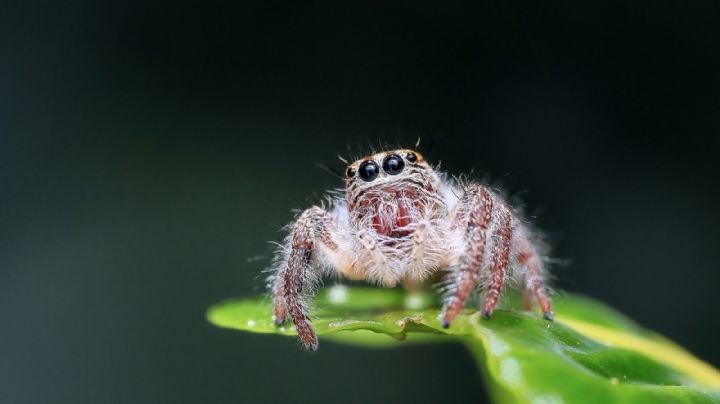 Descubre el poderoso significado espiritual de encontrar siempre arañas en tu hogar