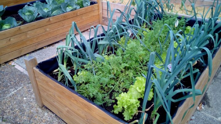 Huerta Urbana: Estos son los cultivos ideales para plantar en Enero