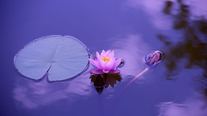 5 razones por las que deberías tener la Flor de Loto en tu hogar