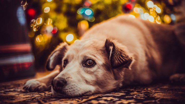 Cosas que debes hacer por tu perro para evitar que sufra con los fuegos artificiales