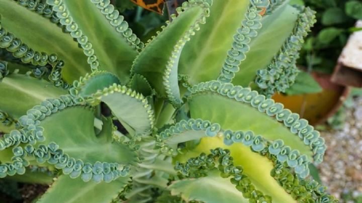 Kalanchoe daigremontiana, una hermosa suculenta con propiedades medicinales