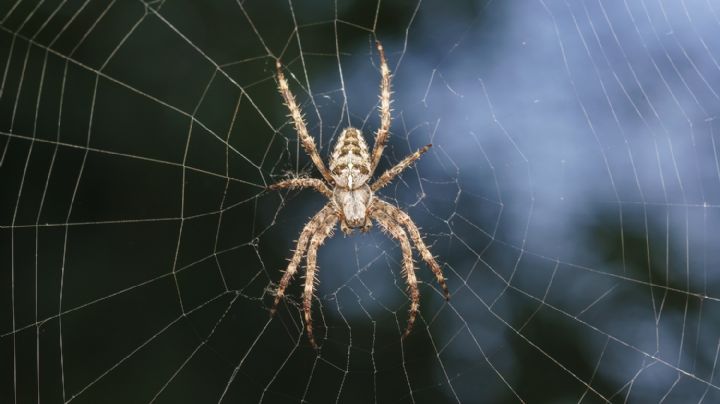 Según la ciencia algunas especies de arañas se están volviendo mucho más inteligentes