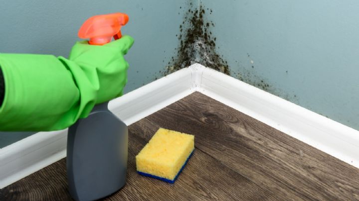 Elimina el moho de tu hogar con estos tips de limpieza
