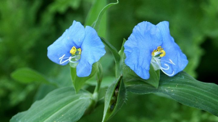 Santa Lucia o Commelina erecta, la planta medicinal que todos confunden con hierba mala