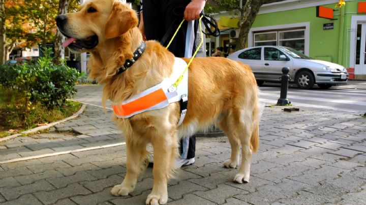 Perros, mucho más que una buena compañía