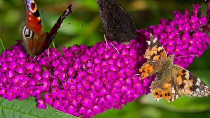 La mágica planta Buddleja davidii o arbusto de las mariposas