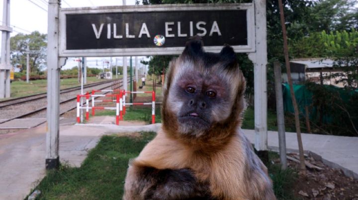 Mono suelto por Villa Elisa