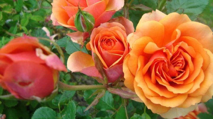 7 Consejos útiles para cultivar las rosas más bellas