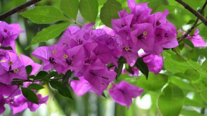 Jardinería: Increíbles plantas trepadoras con flor para decorar tu jardín