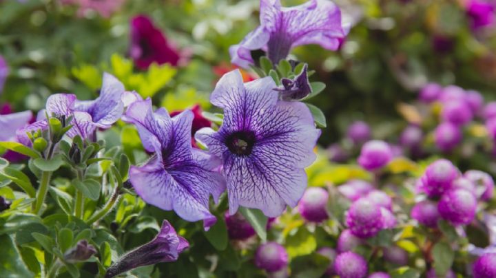 Fertilizantes orgánicos caseros para tu huerta y jardín