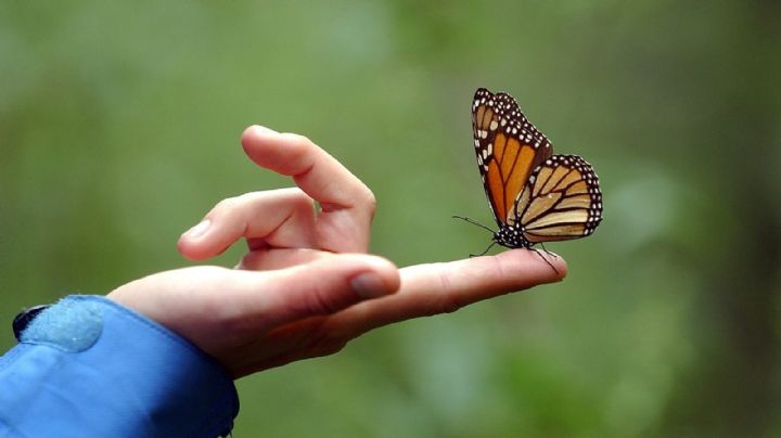 Descubrí qué significa que una mariposa se pose sobre ti