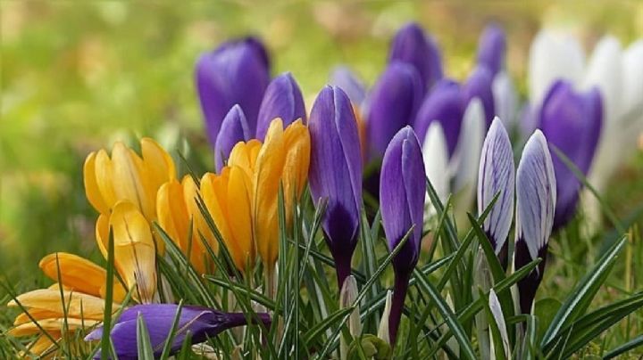 Plantas: Descubrí todo sobre tus hermosos crocus