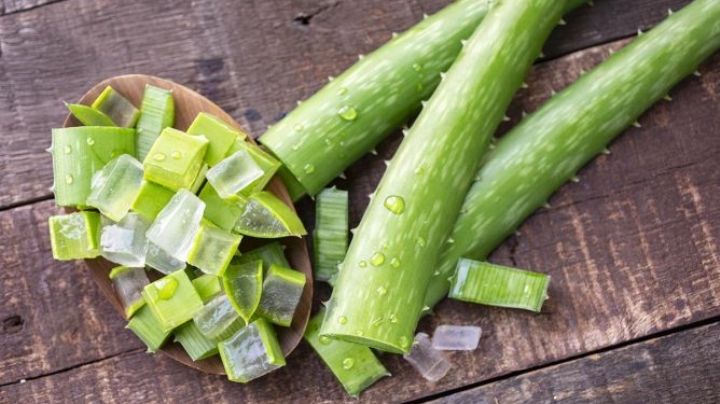 Fertilizante a base de aloe vera, tus plantas lo agradecerán