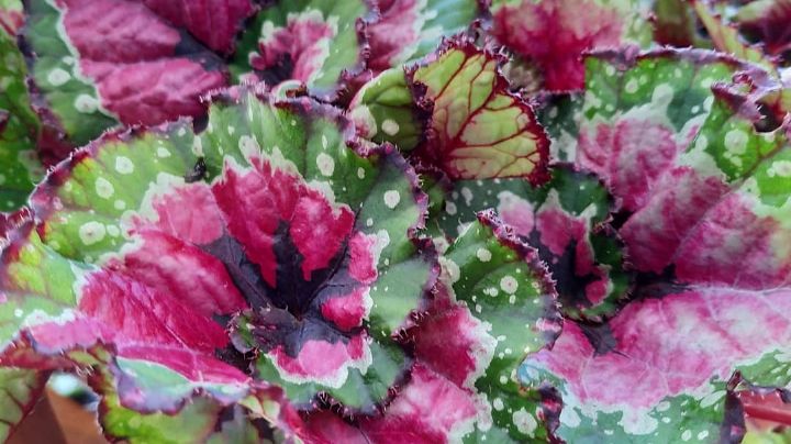 Decora el interior de tu casa con la begonia caracol, una planta delicada y armoniosa