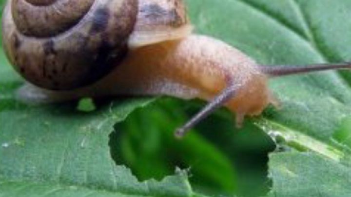 Con estos trucos podrás ahuyentar a los caracoles de tus plantas