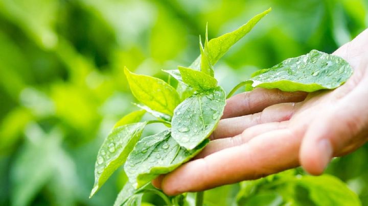 Con este simple truco podrás recuperar los tallos rotos de tus plantas