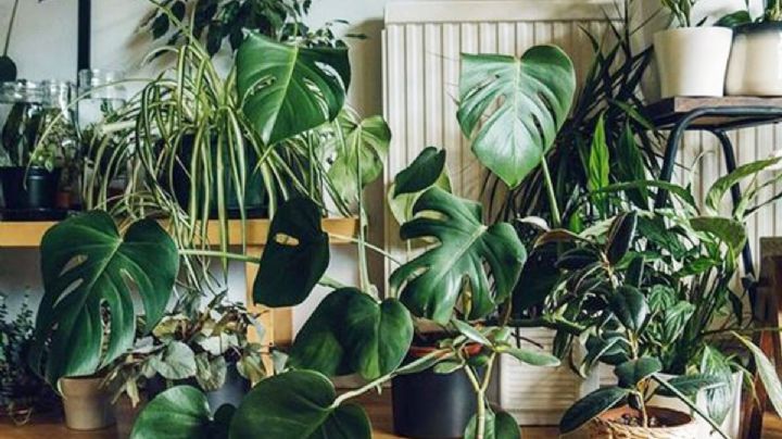 4 plantas de interior súper originales que podés comprar por internet y son fáciles de cuidar