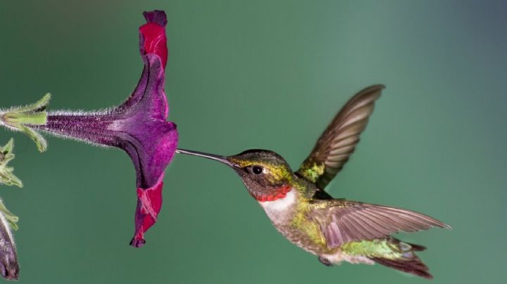 Estas 4 plantas te permitirán atraer colibríes a tu hogar