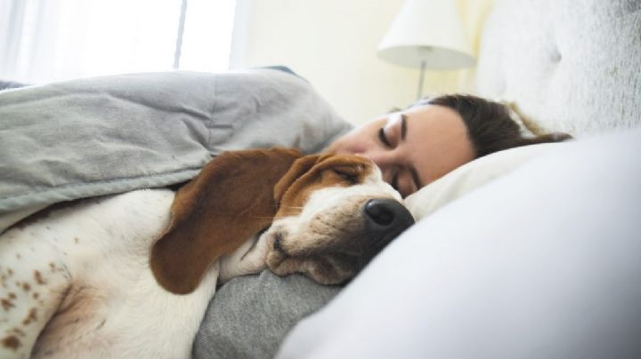 Por este motivo tu perro quiere dormir contigo