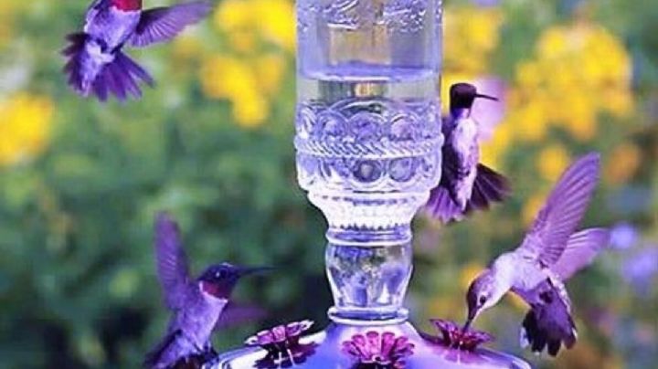 Sugerencias para atraer colibríes a tu jardín o balcón