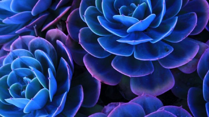 Magia en tu jardín, cambia a color azul tus clásicas suculentas sin dañarlas