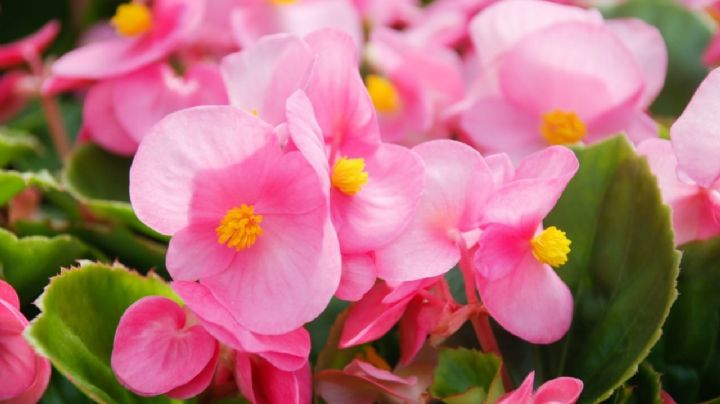 Flor de Azúcar: tips para que tus begonias florezcan todo el año