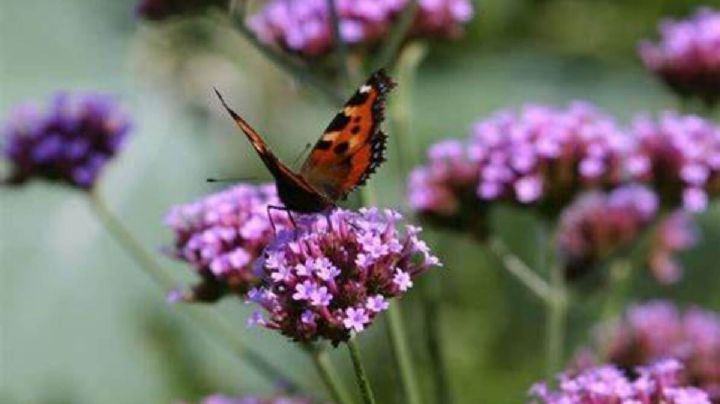 Verbena púrpura: reproducción y cuidados de la planta que atraerá las mariposas a tu jardín