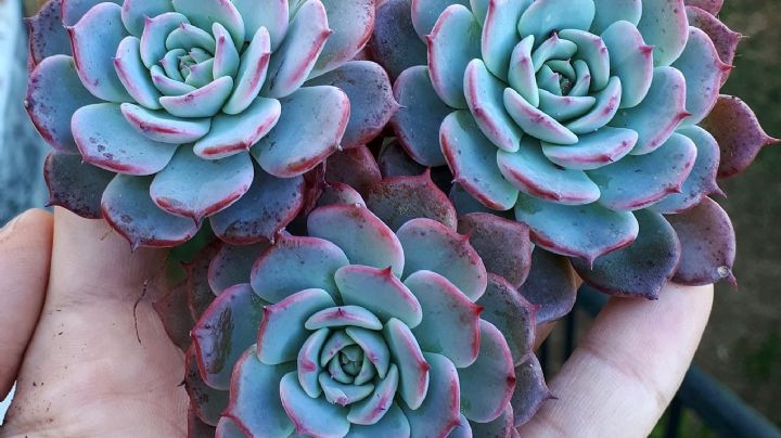 Cuidados sugerencias y trucos de cultivo de la suculenta Echeveria secunda