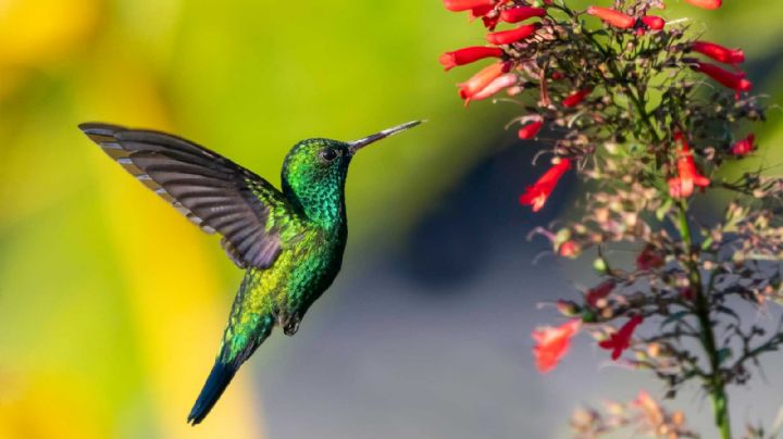 El maravilloso significado de soñar con un colibrí