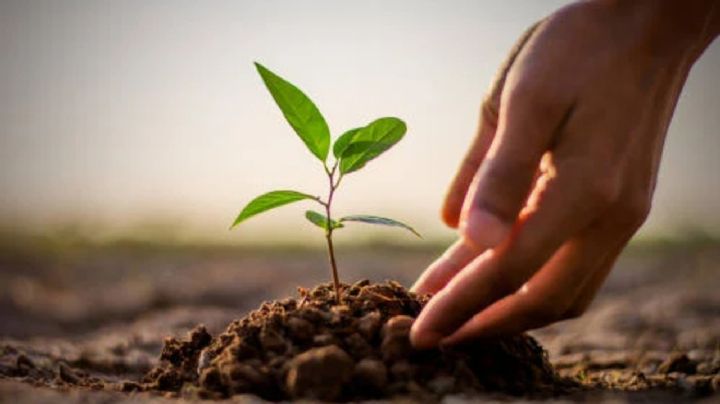 Aprende a cuidar tus plantas del jardín con este abono casero