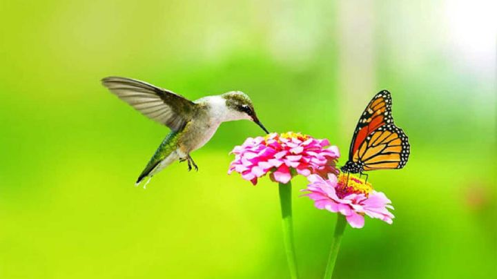 9 Plantas con flores que atraen colibríes y mariposas a tu jardín