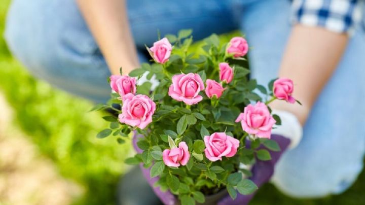Cómo cuidar tus rosas en este invierno para tenerlas perfectas en el verano