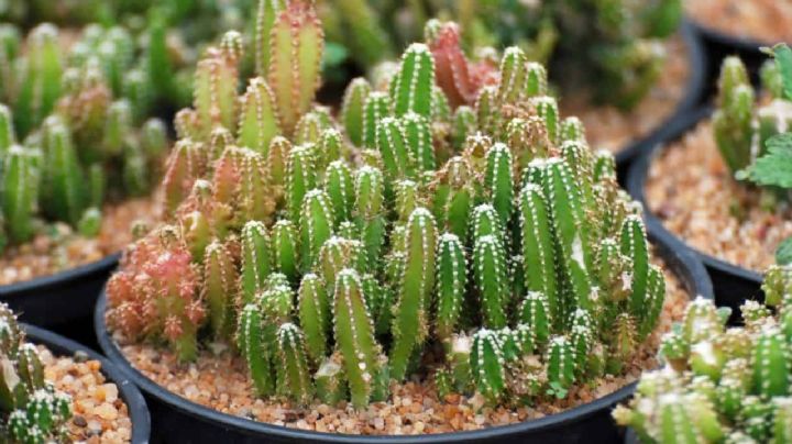 Cactus castillo de hadas, todo lo que tenés que saber sobre esta planta mística