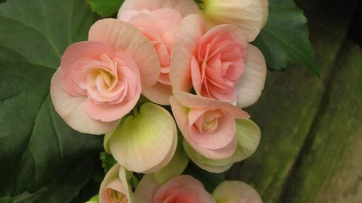 Begonia, una planta con flores ideal para decorar el interior de tu hogar