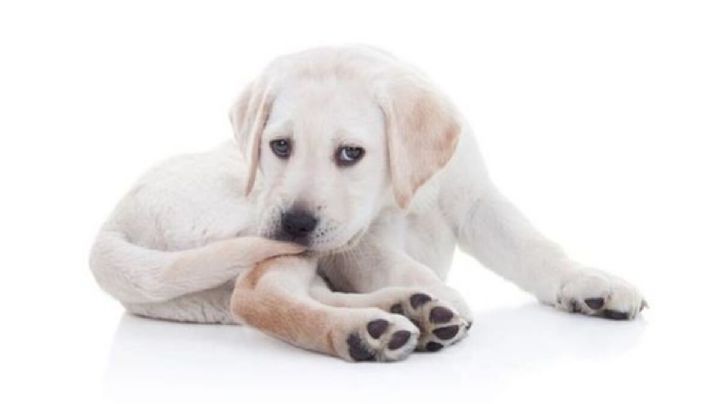 Esta es la función de la cola del perro según la ciencia