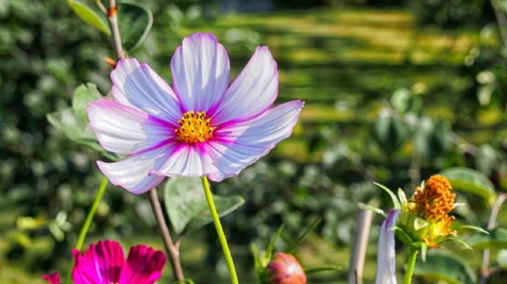 Te mostramos como decorar tu jardín con flores diminutas