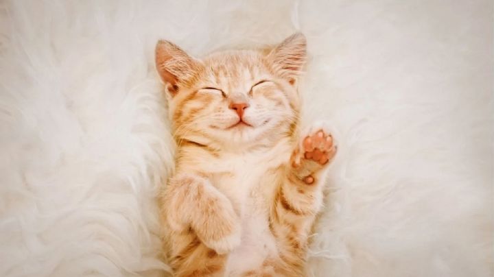 Feng Shui: descubre los beneficios de tener un gato como mascota