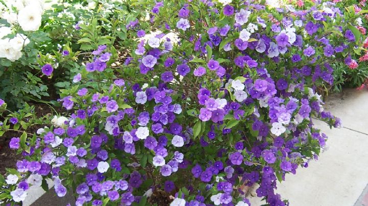 Brunfelsia: la planta mágica que te sorprende con sus flores púrpuras, lavandas y blancas