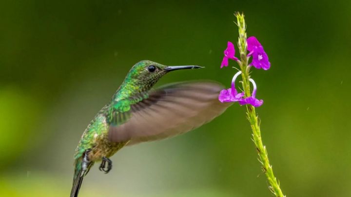 Cómo transformar tu jardín en un hábitat para colibríes, descubre los secretos